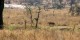 Tanzanie - 2010-09 - 163 - Serengeti - Lionne